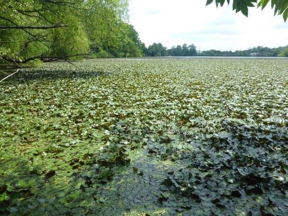 PIcture of Water Chestnut Lake