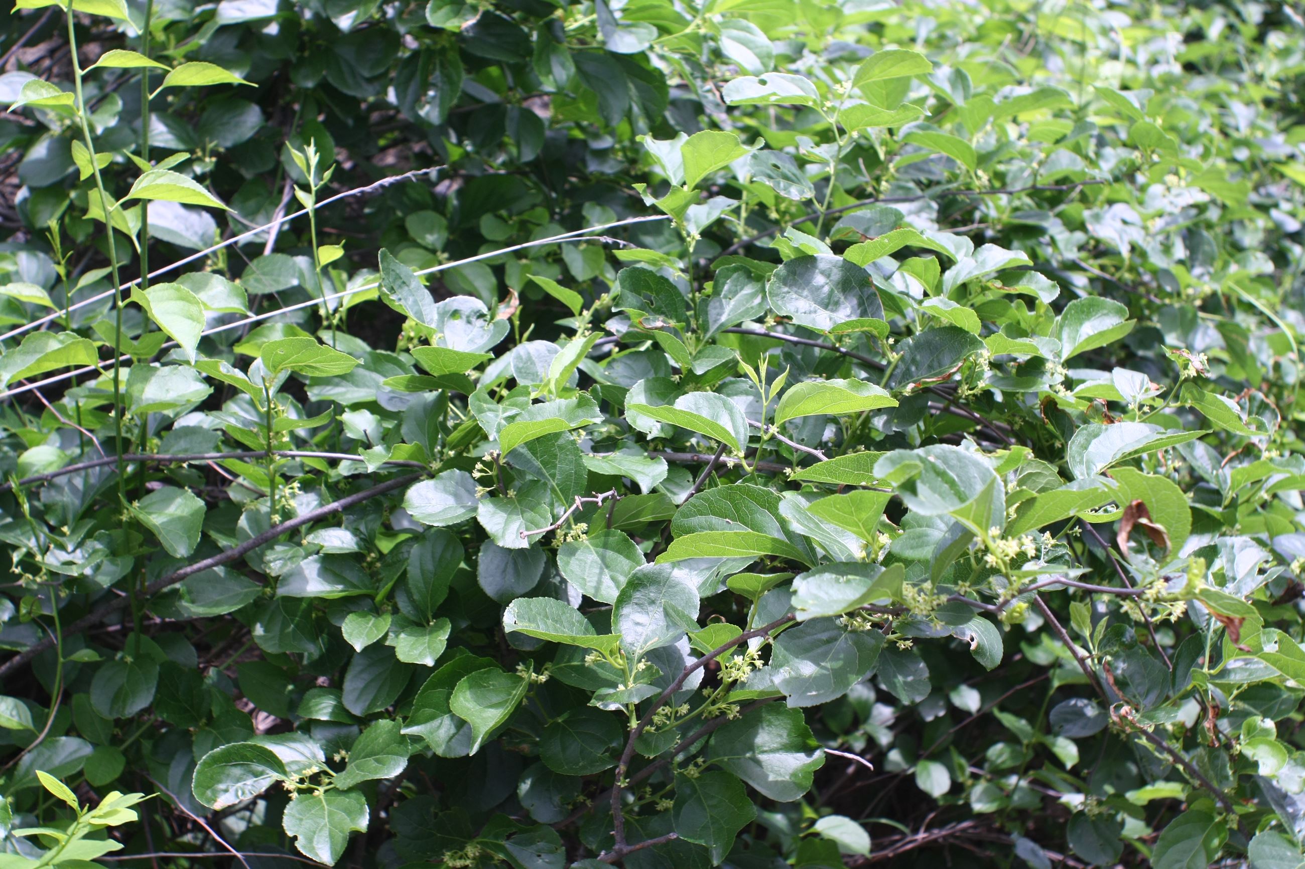 Celastrus_orbiculatus_01