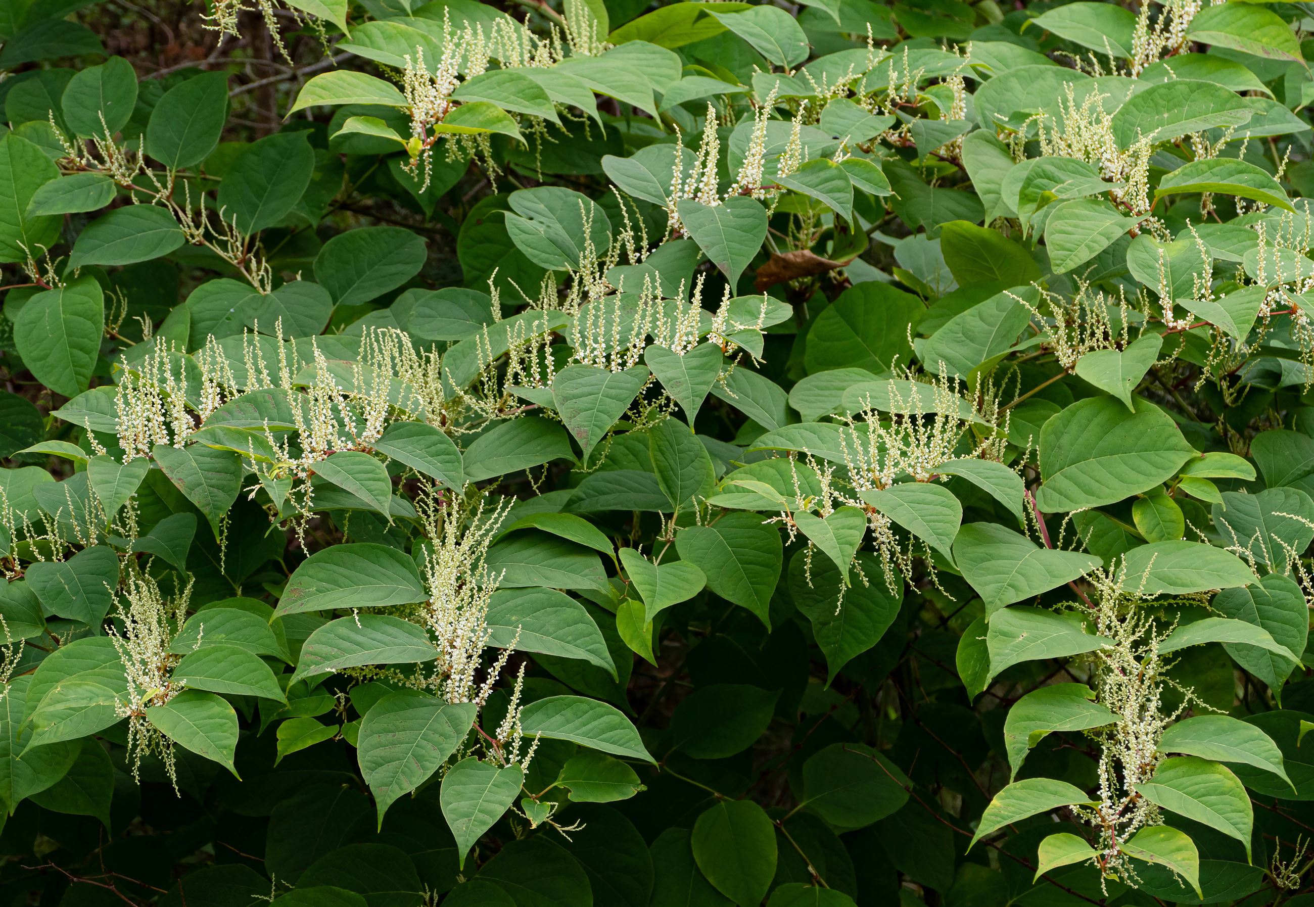 Reynoutria_japonica_in_Brastad_1