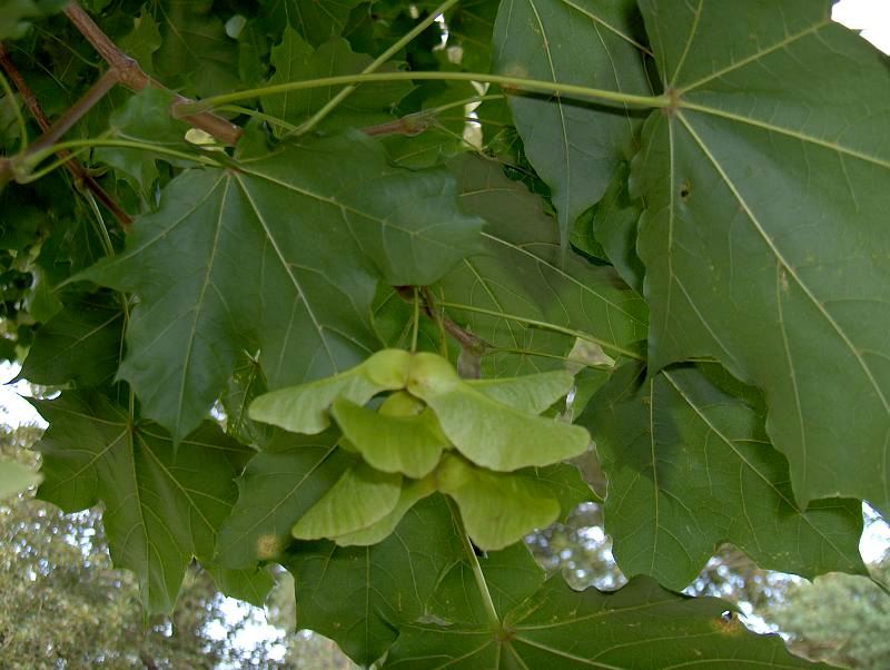 2997176462_fb01fe0b30_o