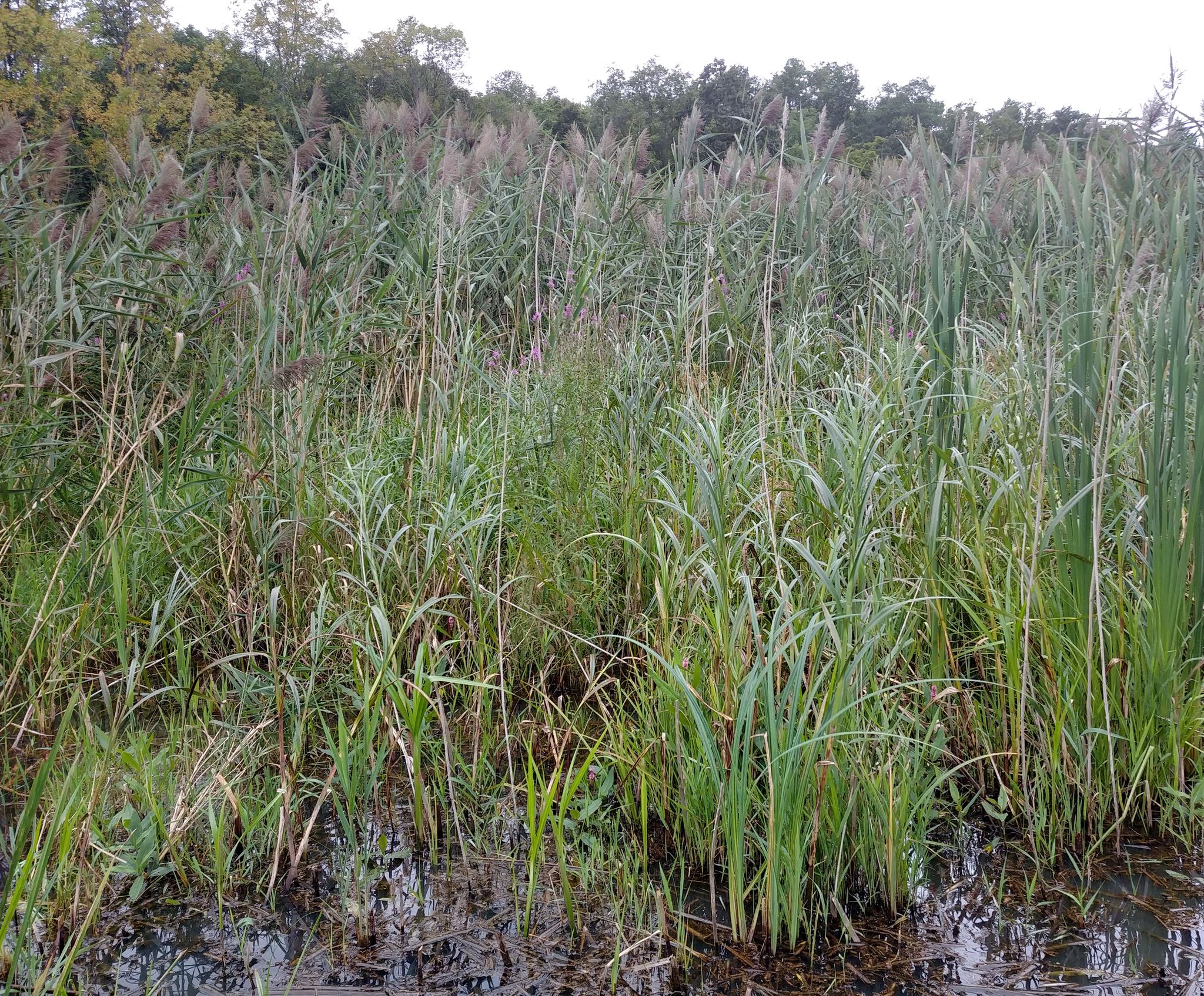 Phragmites_australis_SCA-24121883