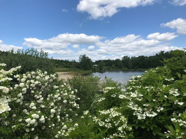 View of flowers and blue sky over Nara Pond